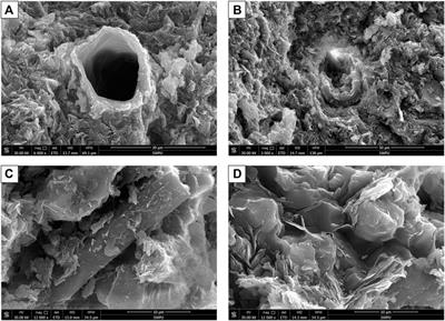 Rhyolitic Ash Promoting Organic Matter Enrichment in a Shallow Carbonate Platform: A Case Study of the Maokou Formation in Eastern Sichuan Basin